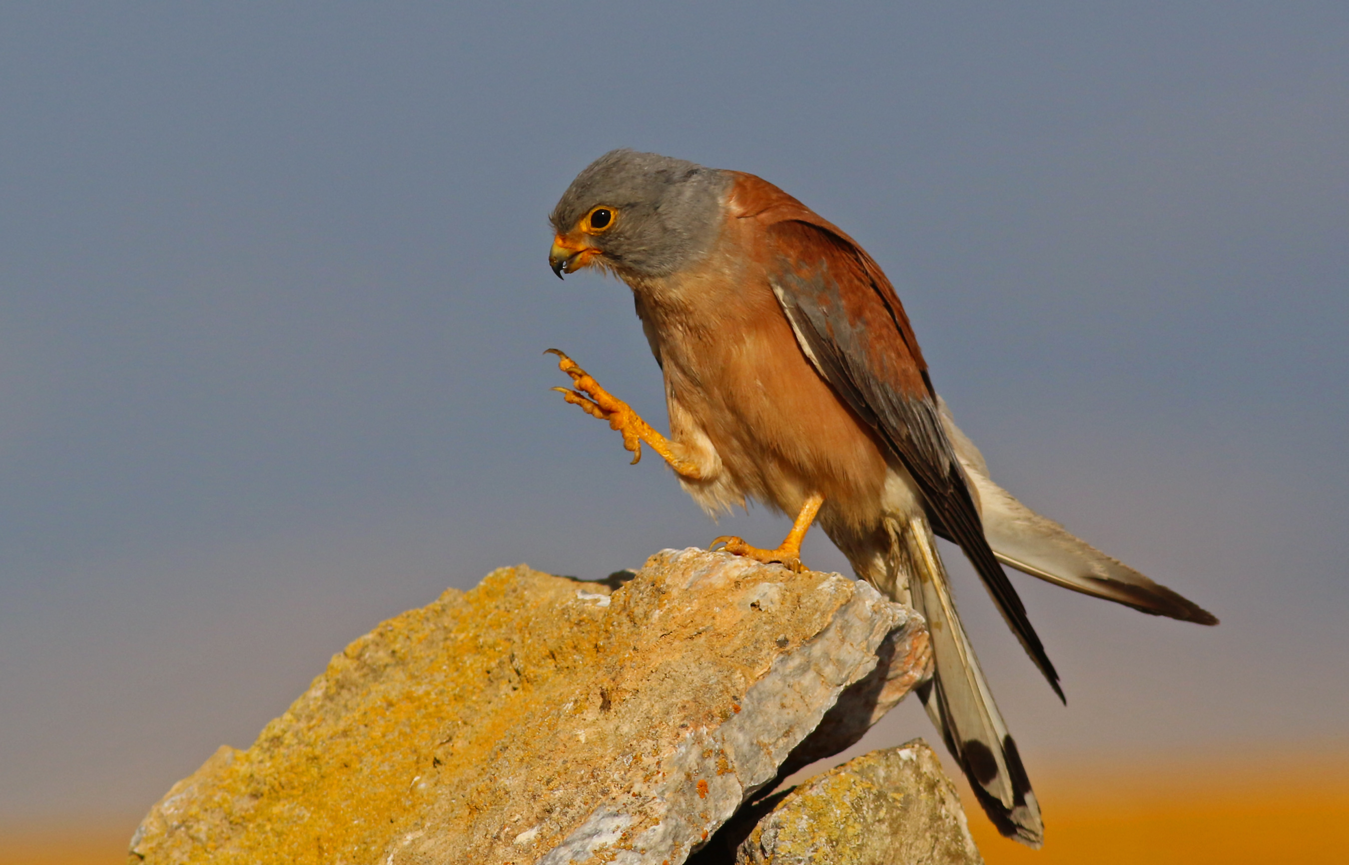 Lesser Kestrel